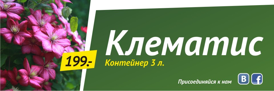 Клематис (контейнер 3л) от 199 руб