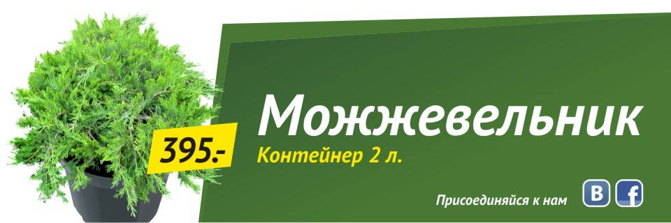 Можжевельник (контейнер 2л) от 395 руб