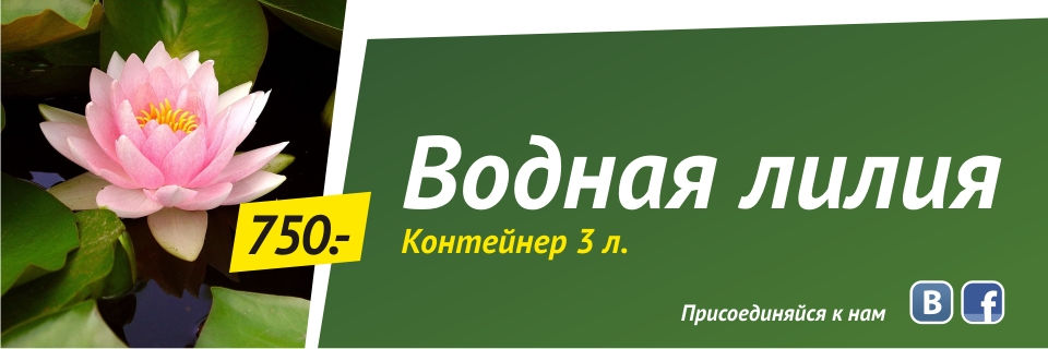 Водная лилия (контейнер 3л) от 750 руб